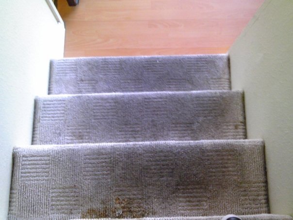 Keeping Your Carpets Smelling Fresh in Riverside Odor and Spot Elimination