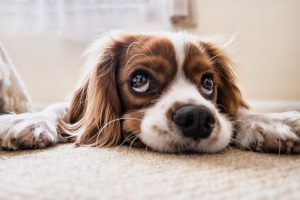 Tips on Cleaning Up After Pets