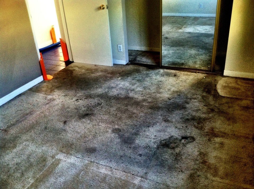 Thorough Carpet Cleaning and Maintenance Is a Necessary Task in Riverside